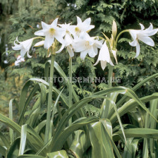 Кринум / Crinum powellii 'Album'/ 1 бр