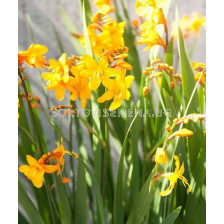 Крокосмия Columbus - Crocosmia crocosmiiflora L.F. Columbus