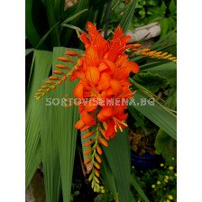 Крокосмия /Crocosmia masonorum/ 