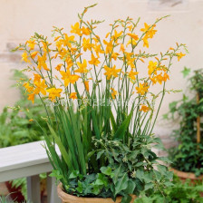 Крокосмия /Crocosmia 'Voyager'/