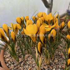 Минзухари  / Crocus chrysanthus 'Goldilocks' / 1 бр