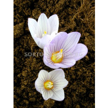 Минзухар (Crocus) kotschyanus - 1бр