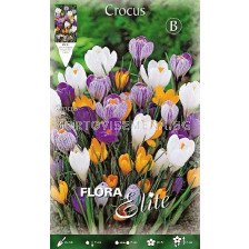 Минзухари (Crocus) Big Flowering Mix 