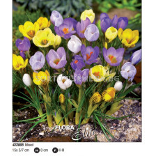 Минзухари микс/ Crocus species mixed - Пакет: 1 оп. - 15 бр.