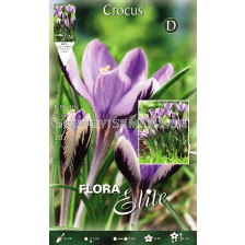 Минзухари (Crocus) Spring Beauty