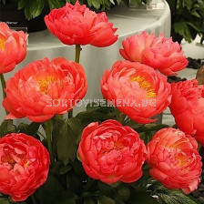 Божур /Paeonia Coral sunset / 1 корен