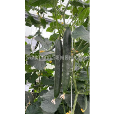 Семена краставици (дългоплодни) НОВ TSX-CU237 F1 - 250 семена