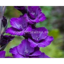 Гладиол/ Gladiolus butterfly 'Cum Suis' 10/12 - 1 бр.