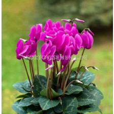 Циклама /Cyclamen persicum/ 1 бр