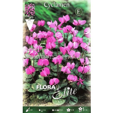Циклама Cilicium - 5 бр