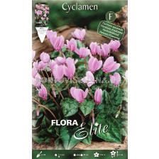 Циклама Hederifolium