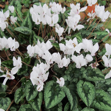 Циклама бяла /Cyclamen hederifolium 'Album'/ 10/12 1 бр