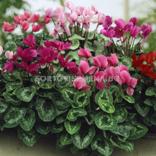 Циклама / Cyclamen persicum / 1 бр