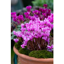 Циклама/ Cyclamen hederifolium размер XXL