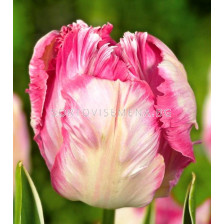 Лале Weber's Parrot Pink