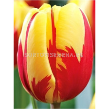 Лале Holland Queen 1 бр