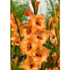 гладиол (Gladiolus) Esta Bonita