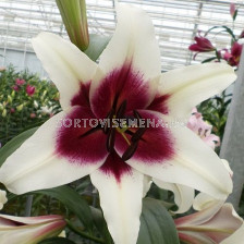 Лилиум дървовиден /Lilium miscellaneous 'Zeba'/ 1 бр