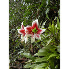 Амарилис-земен /Hippeastrum leopoldii red/ 1 бр