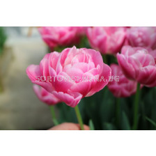 Лале /Tulip Voque/ 11/12