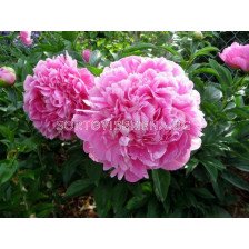 Божур /Paeonia Jacorma / 1 корен