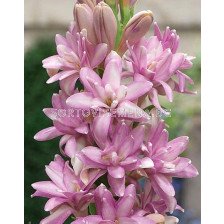 Тубероза Polianthus Pink Sapphire