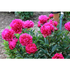 Божур цикламен /PAEONIA LACT KANSAS	/ 1 коренище				