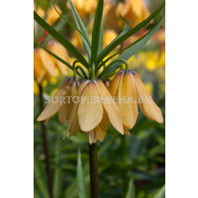 Фритилария /Fritillaria imperialis 'Vivaldi'/ 1 бр