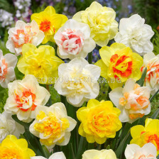 Нарциси кичести микс/ Narcissi double mixed - 1 бр.