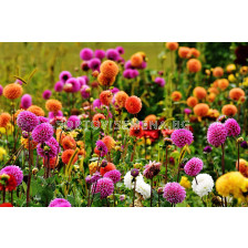 РАЗПРОДАЖБА НА ДАЛИИ - 5 БР. (МИКС) ЗА 12,80 ЛВ