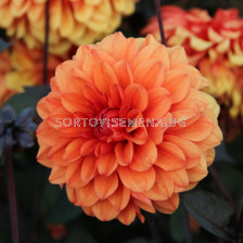 Далия David Howard - Flora Elite 'Packs' elite Dahlia decorative David Howard