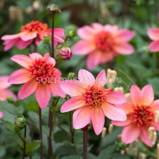 Далия ниска/ Dahlia Totally Tangerine / 1 корен