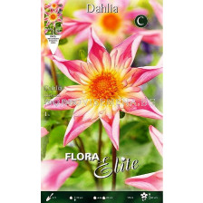 далия Collarette Fancy Pants - 1бр