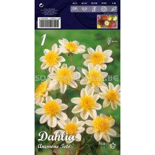 Далия (Dahlia) Anemone Toto (ниска)