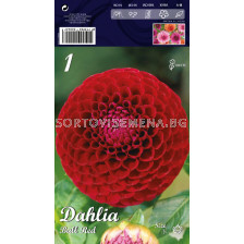 Далия Ball Red - Dahlia Ball Red 