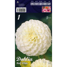 Далия Ball White - Dahlia Ball White