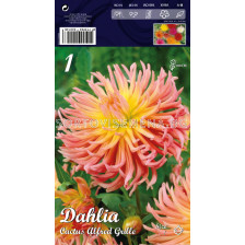 Далия (Dahlia) Cactus Alfred grille