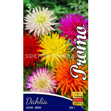 Далия Cactus Mix (5 корена) - Dahlia Cactus Mix (5 roots)