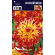 Далия Cactus Vuurvogel - Dahlia Cactus Vuurvogel