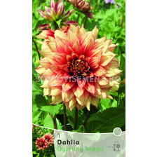Далия Dazzling Magic - Dahlia Dazzling Magic