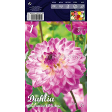 Далия (Dahlia) Decorative Christine