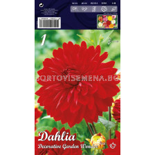 Далия (Dahlia) Decorative Garden Wonder