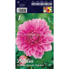 Далия (Dahlia) Decorative Lavender Perfection