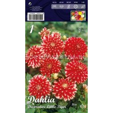 Далия (Dahlia) Decorative Little Tiger (ниска)