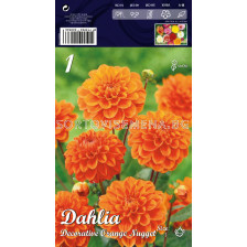 Далия (Dahlia) Decorative Orange Nugget (ниска) 