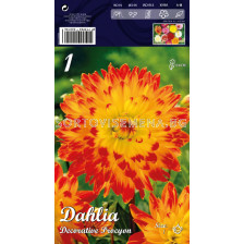 Далия (Dahlia) Decorative Procyon