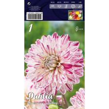 Далия (Dahlia) Decorative Smokey