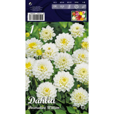 Далия (Dahlia) Decorative Wittem (ниска)