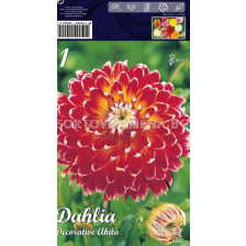Далия Dekorativa Akita