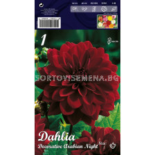 Далия (Dahlia) Dekorativa Arabian Night